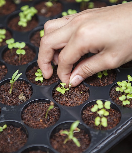 person holding leafed plant