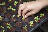 Vertical Farming with Aeroponics