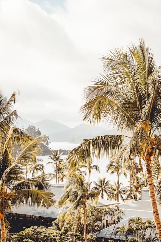 coconut tree in Hamilton Island Australia