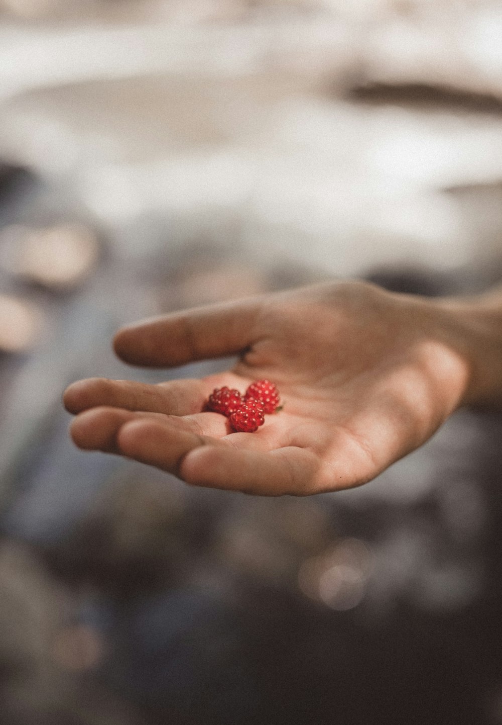 personne tenant trois fruits rouges dans la photographie de mise au point