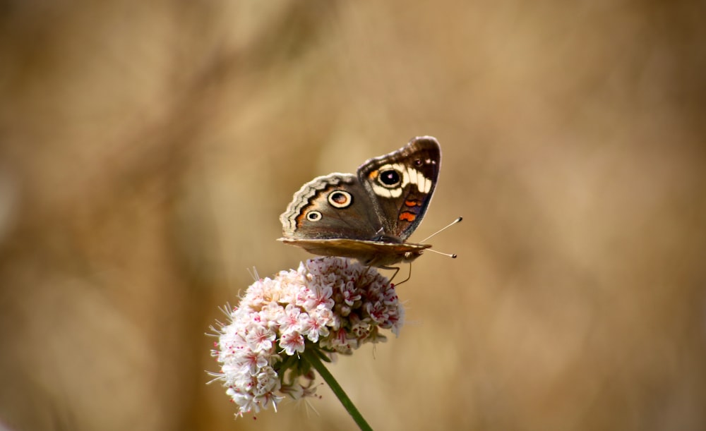 close-up photo of butterfly perching on pink petaled flower