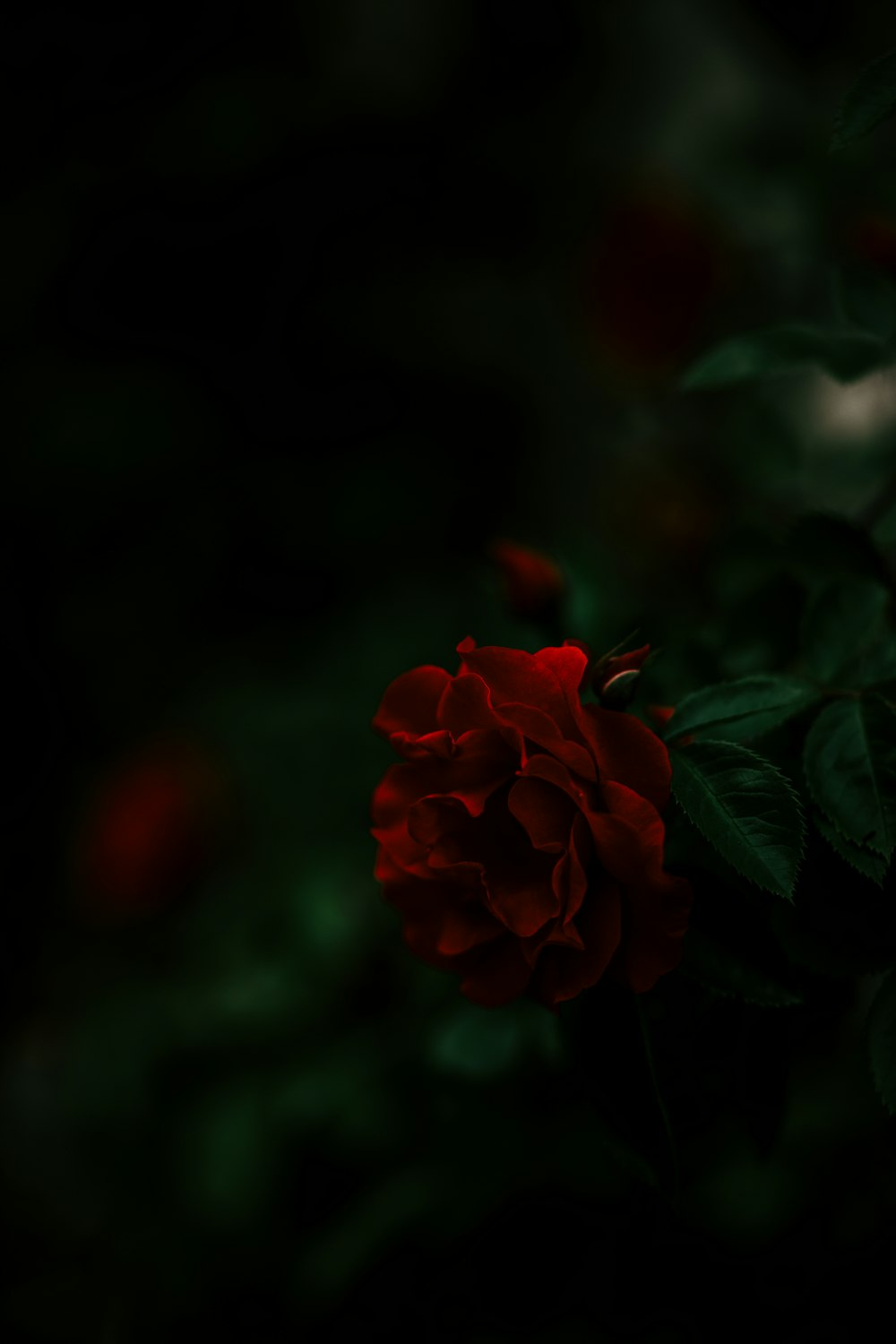 Nahaufnahme der roten Rosenblüte während des Tages