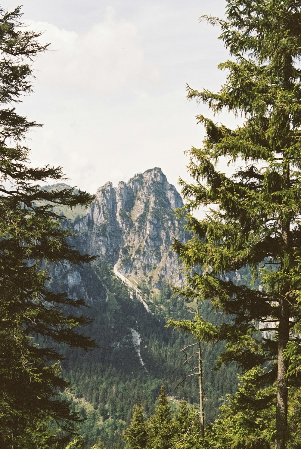 mountain with trees photo