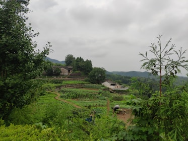 Lush green landscape of a rural community practicing sustainable agriculture.