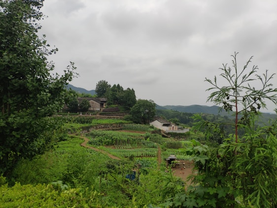 A serene view of Ubatuba's lush agricultural landscape.