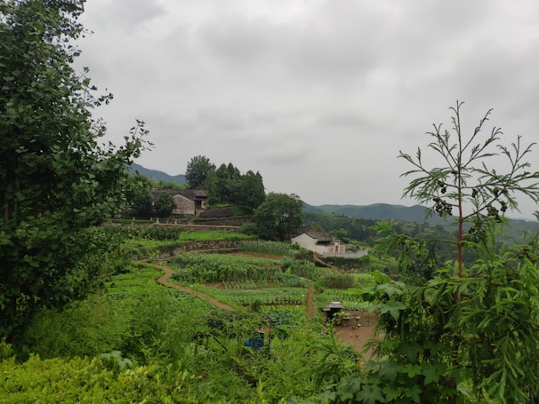 A serene view of Ubatuba's lush agricultural landscape.