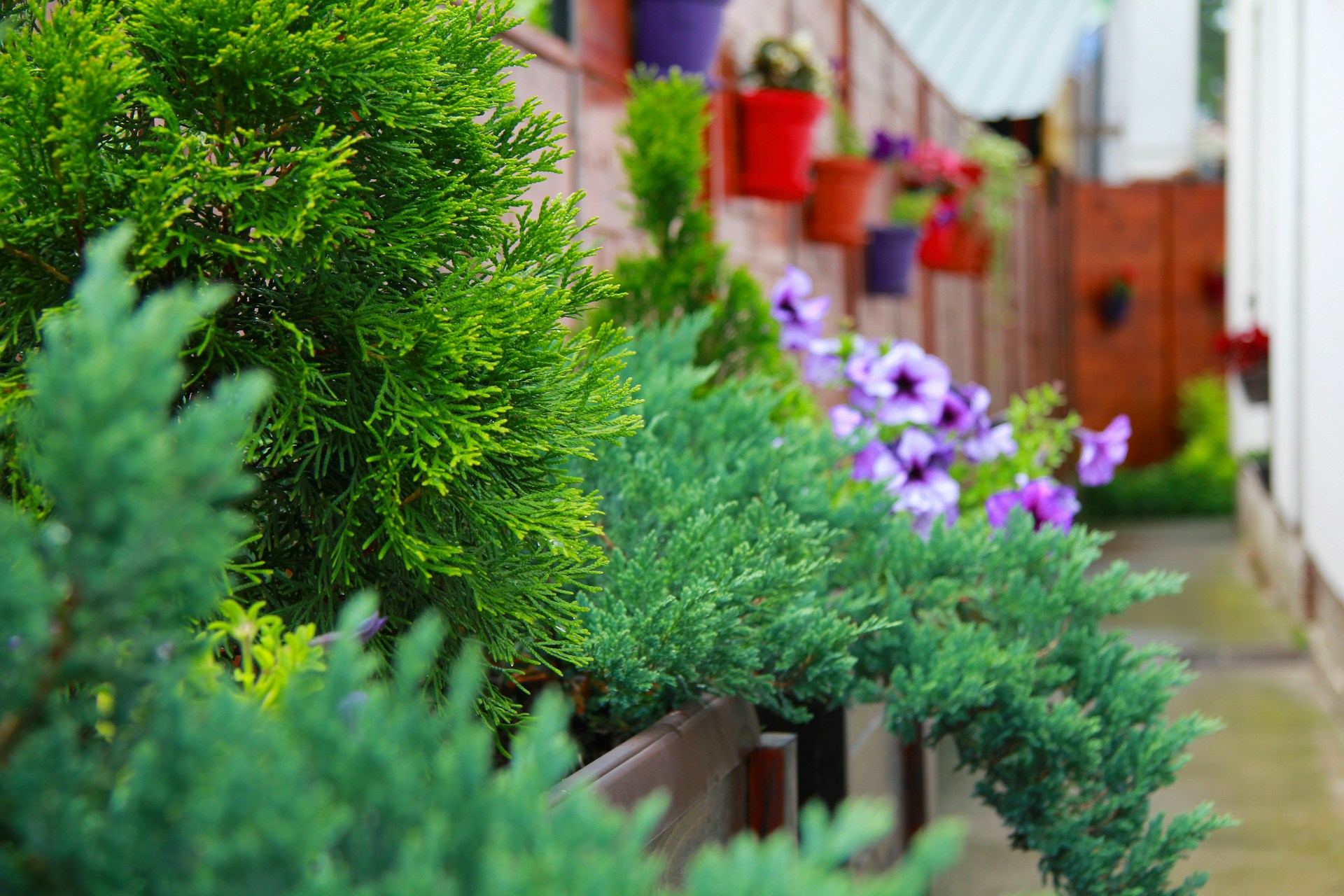 A vibrant garden pathway lined with colorful flowers and decorative pots.