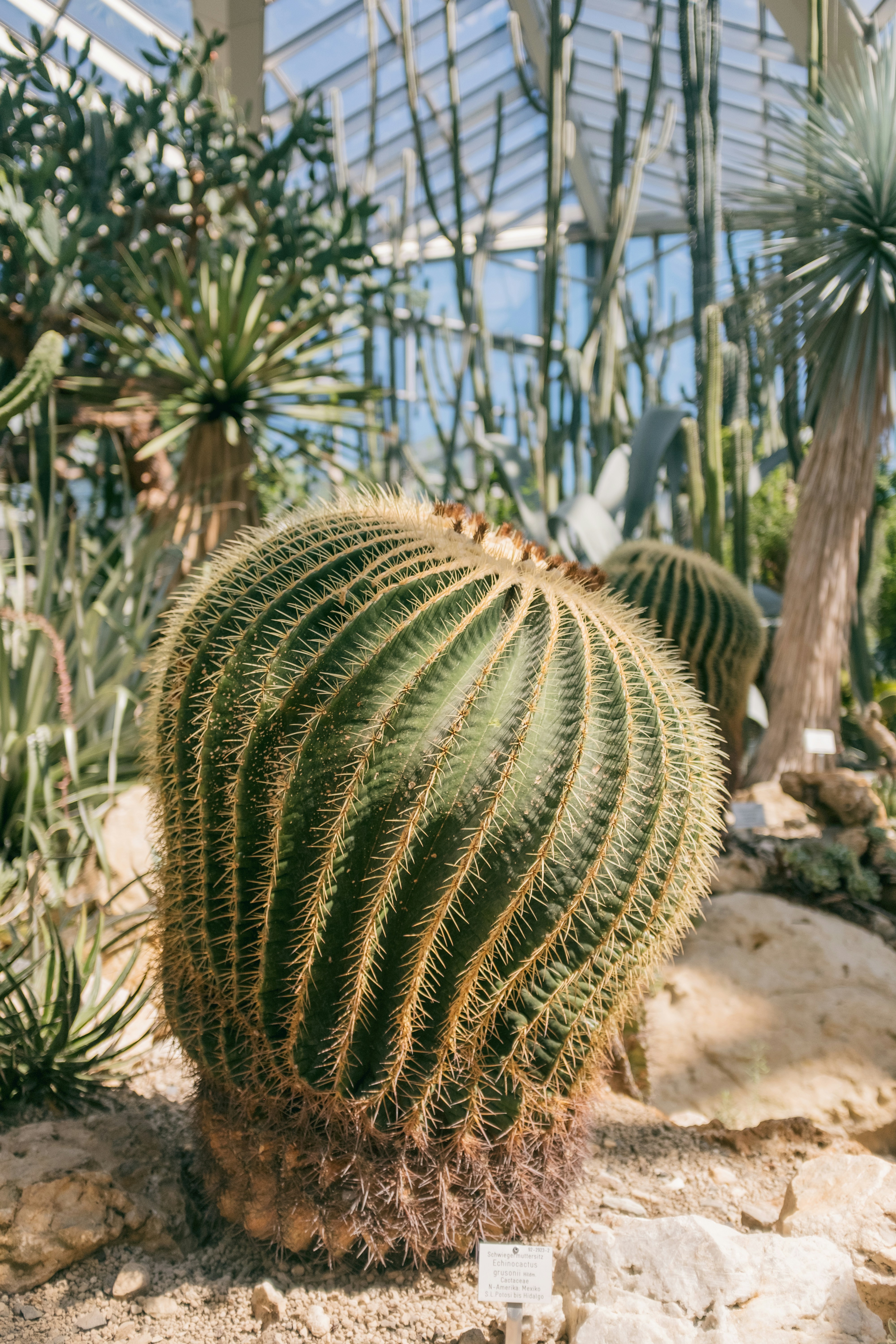 Free Palmengarten Image On Unsplash