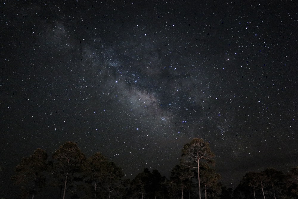 夜間の星のローアングル撮影
