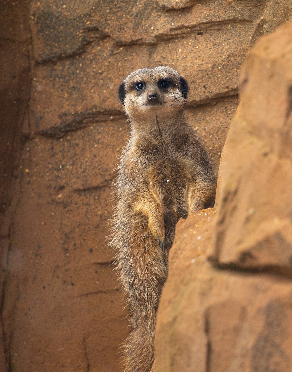 brown meerkat