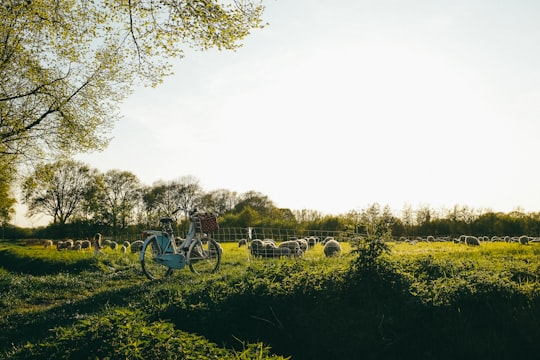 white adult trike on grasses during daytime in Geldrop Netherlands