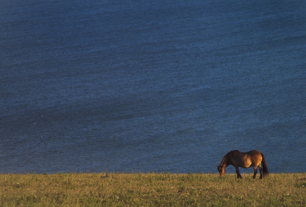 cavalo marrom perto do corpo de água