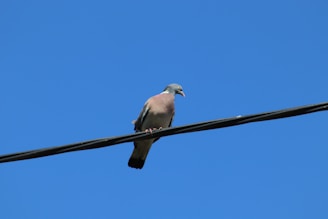 A pigeon perches on a black wire set against a vibrant blue sky. The bird's plumage is a mix of grey, with hints of pink and white around the neck. Its beak is small and light-colored.
