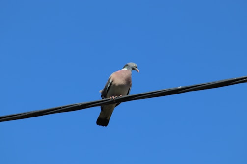 A pigeon perches on a black wire set against a vibrant blue sky. The bird's plumage is a mix of grey, with hints of pink and white around the neck. Its beak is small and light-colored.