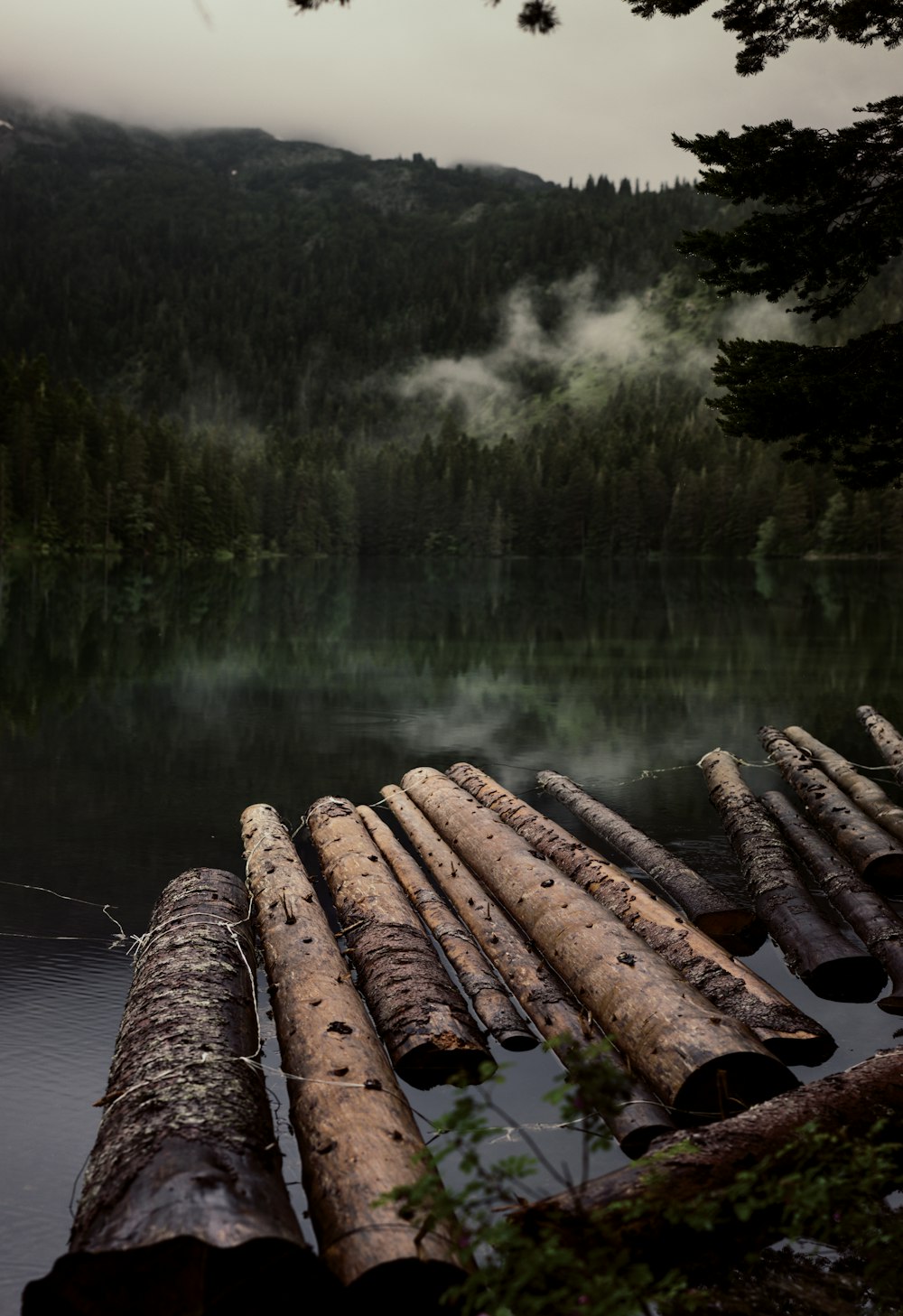 chopped logs on water