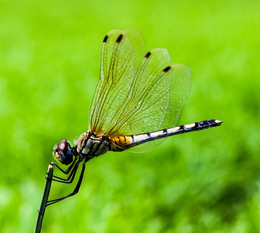 shallow focus photography of dragonfly