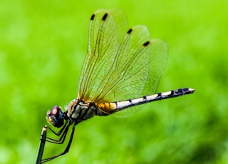 shallow focus photography of dragonfly