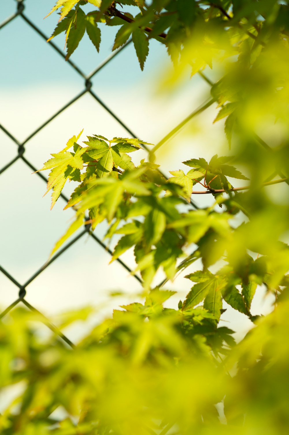 Photographie en gros plan d’une plante à feuilles vertes à côté d’une clôture en fil de fer