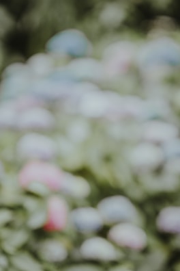 A soft-focus photo suggesting future offerings of raghodi.