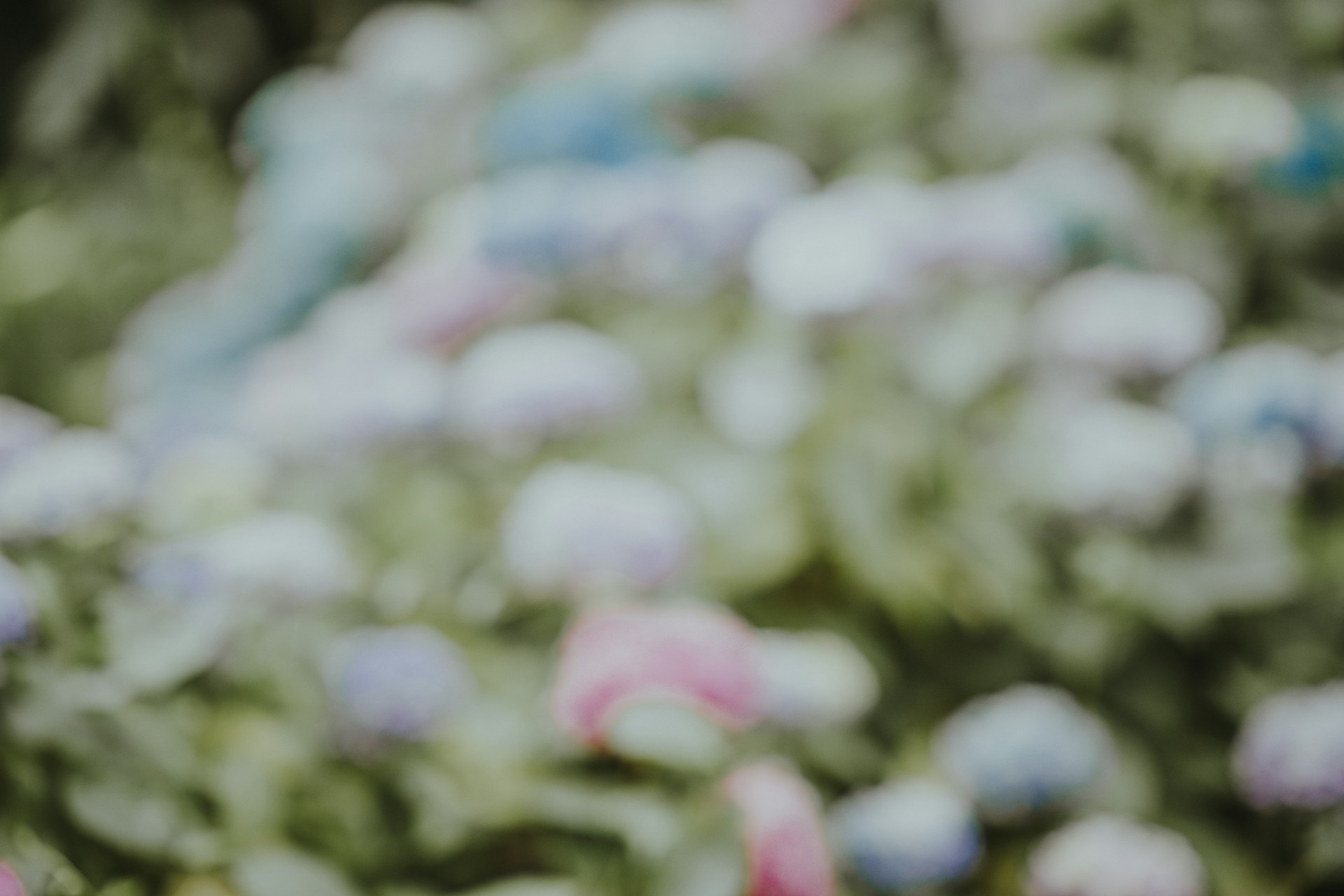 a bunch of flowers that are in the grass