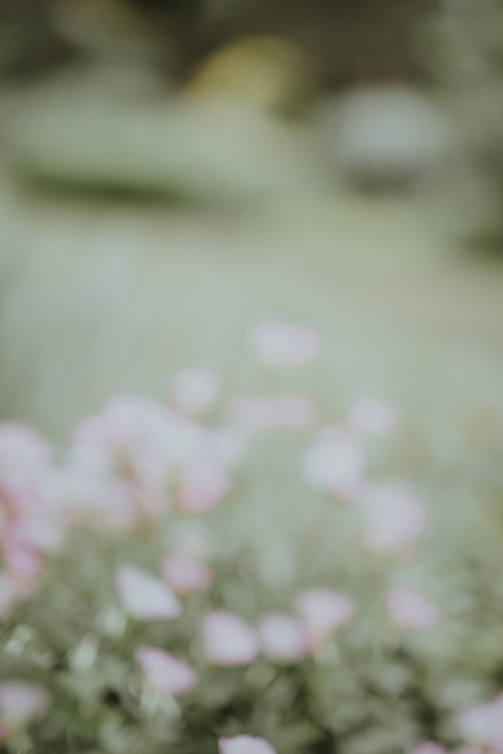 30k+ Flower Blur Pictures | Download Free Images on Unsplash