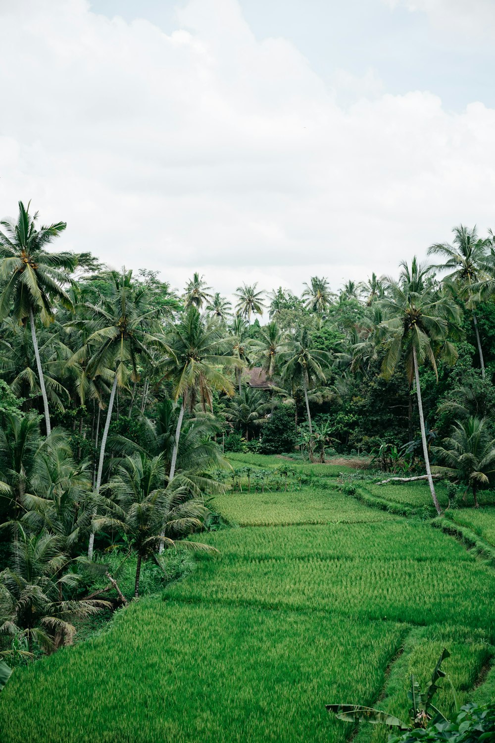 tropical trees between rice field