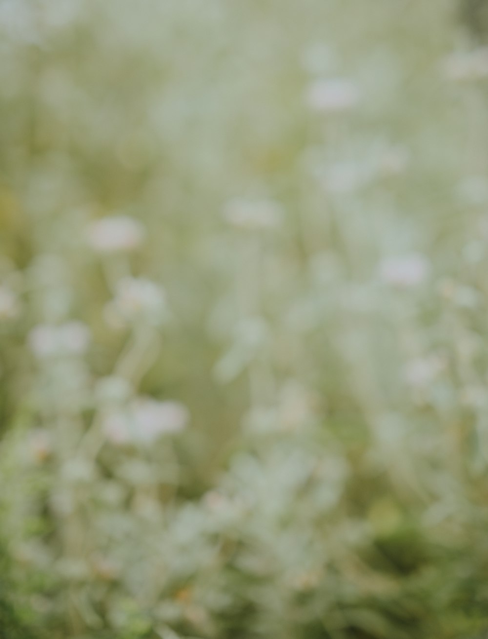 a blurry photo of a field of flowers