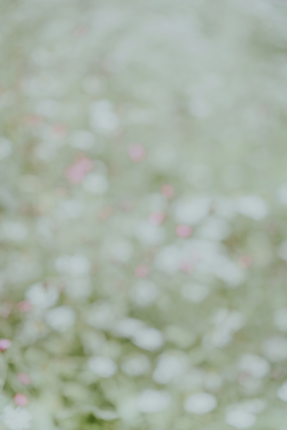 a close up of a pink and white flower