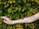Close-up of a hand applying Ruby's Gold balm on a fresh tattoo surrounded by green leaves.