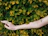Close-up of a hand applying Ruby's Gold balm on a fresh tattoo surrounded by green leaves.