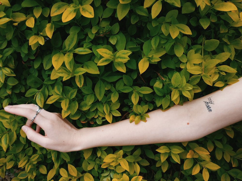 person touching leaves