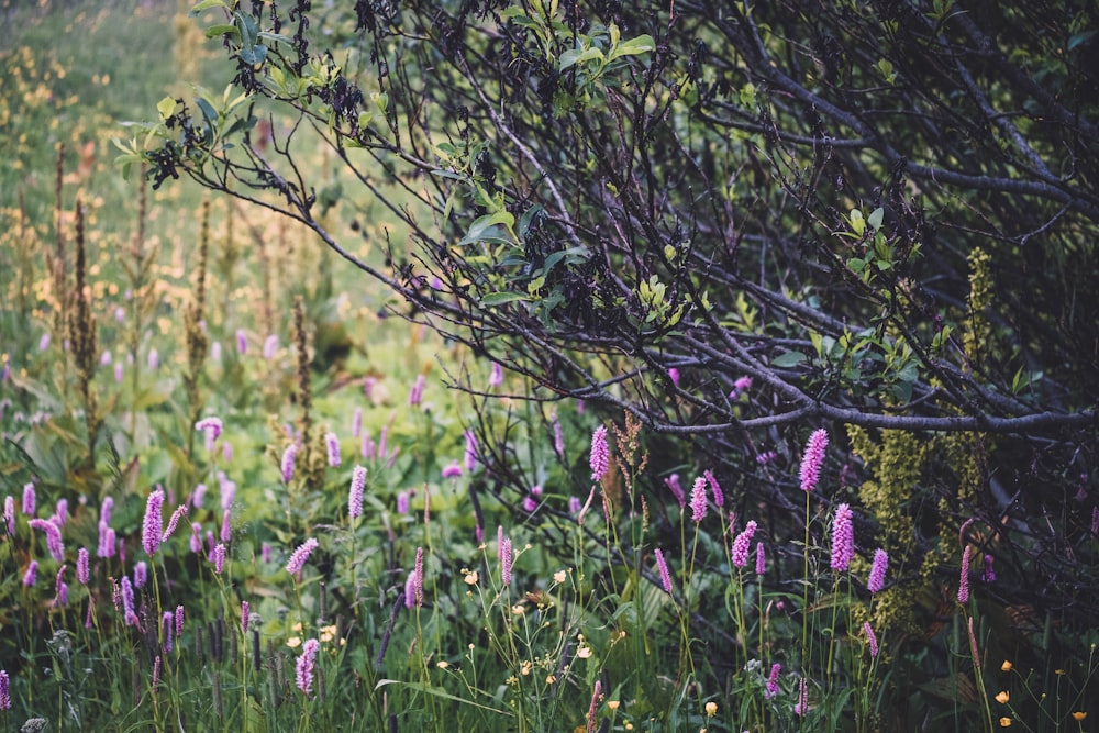 昼間のパープルヒヤシンスの花