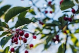 cherry tree