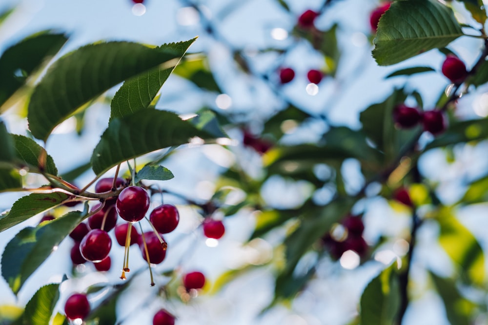 cherry tree