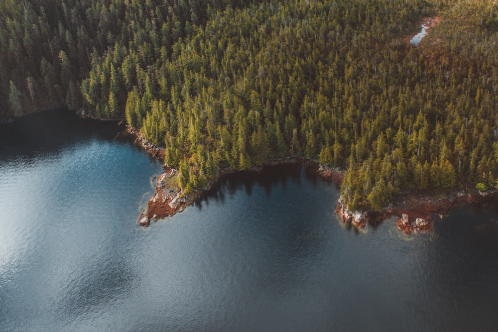 Photographie d’arbres vue à vol d’oiseau