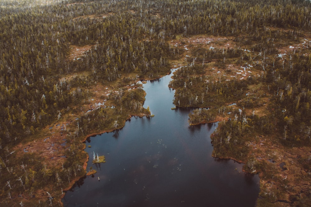 昼間の木々に囲まれた湖の航空写真