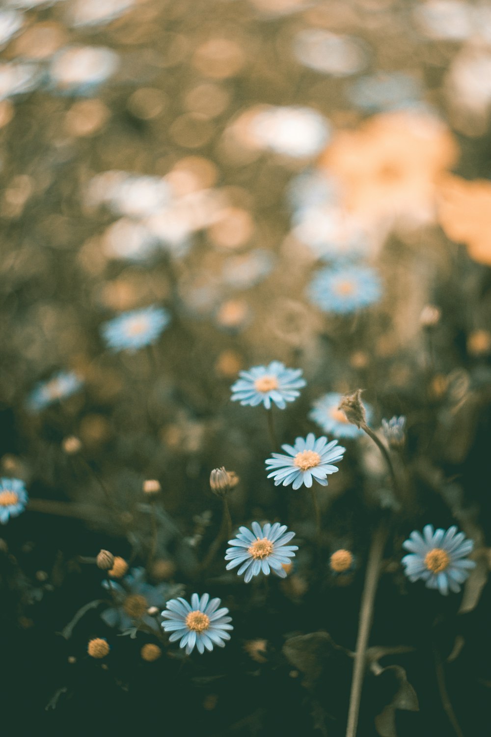 Photographie à mise au point superficielle de fleurs bleues