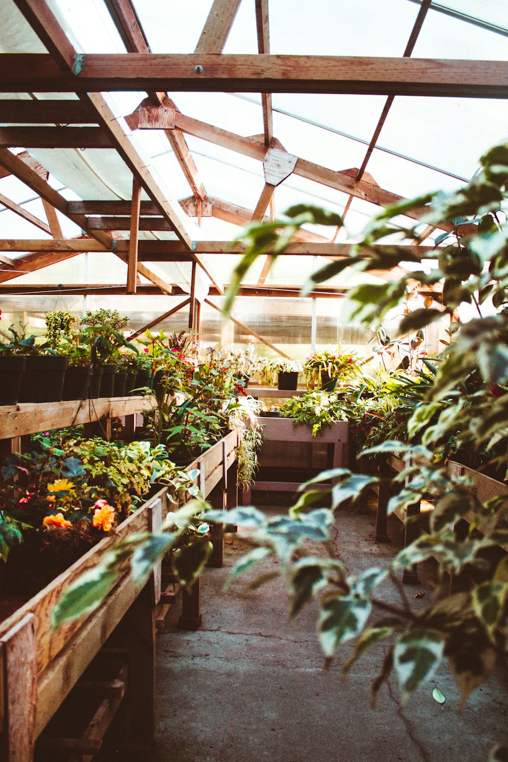 photo of green plants during daytime