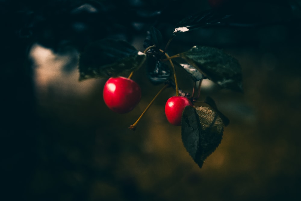 shallow focus photography of berry