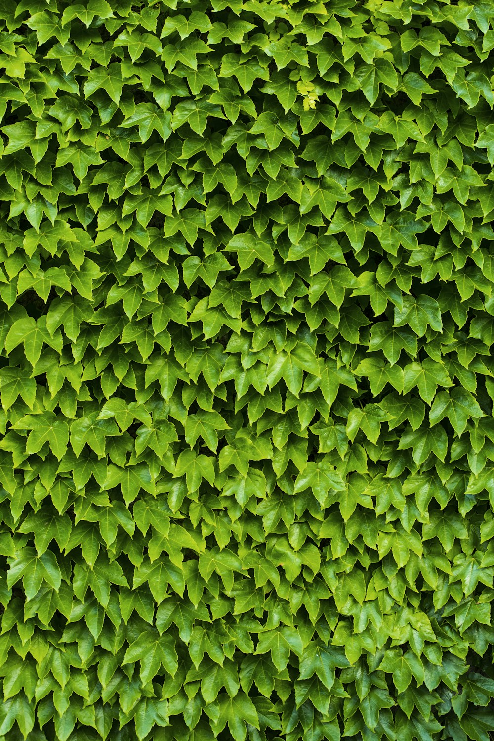 green leaves