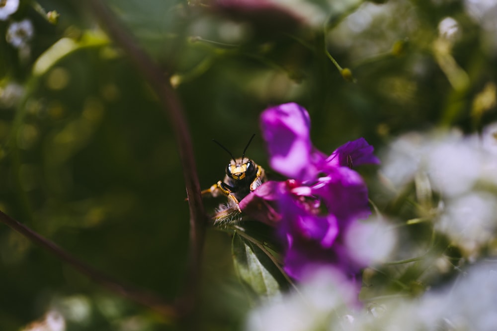 insect on purple flower
