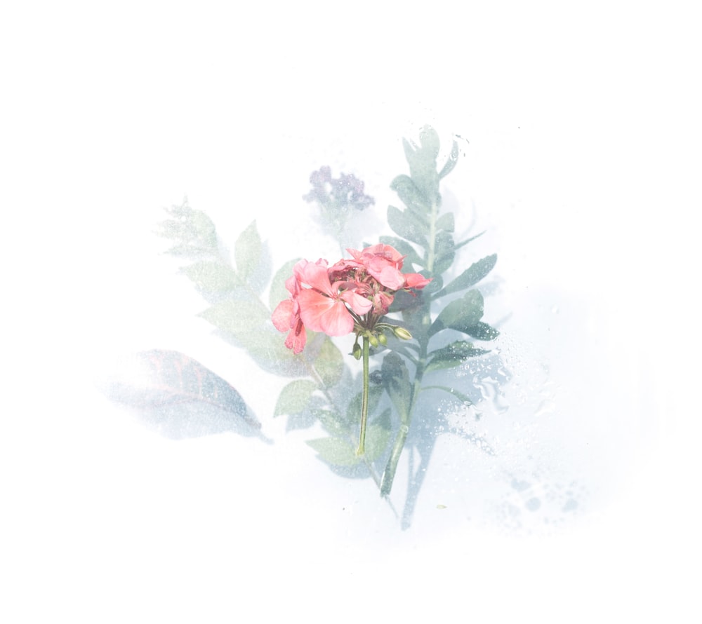 carta da parati digitale con fiori dai petali rosa