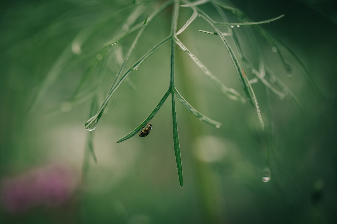 black insect on green grass