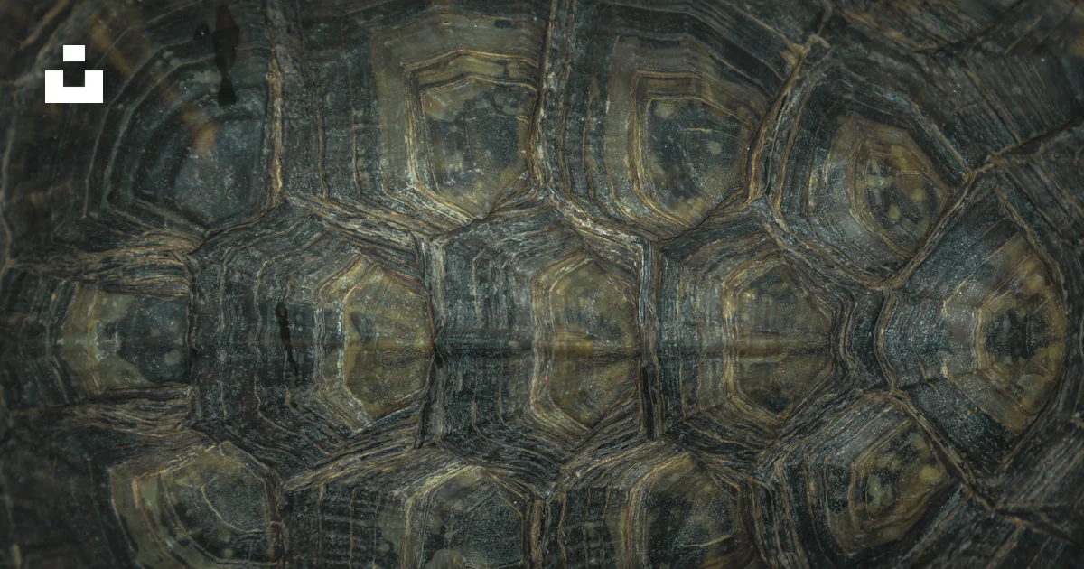 Black Turtle Shell Photo Free Monterrey Image On Unsplash black-turtle-shell-photo-free-monterrey-image-on-unsplash