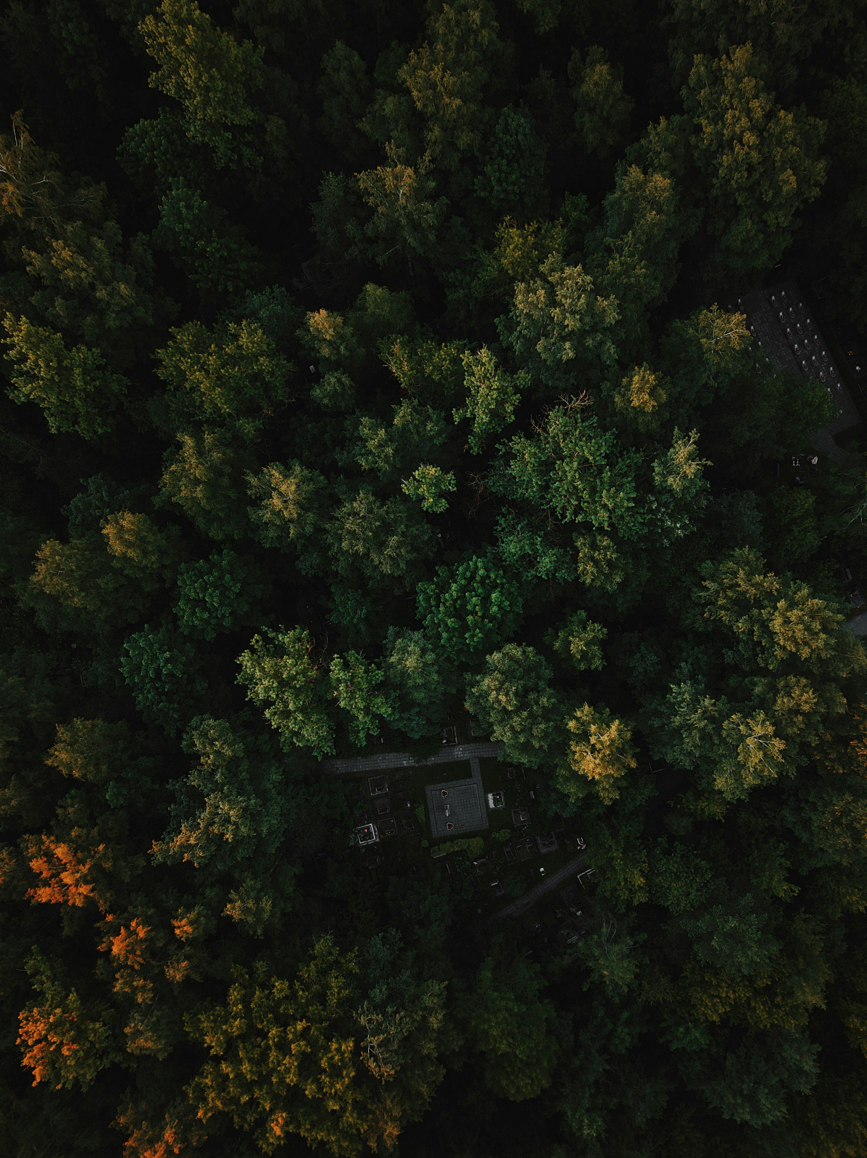 forest with clearing during daytime