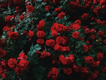 bed of red roses in bloom