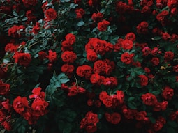 bed of red roses in bloom