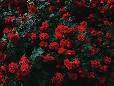 bed of red roses in bloom