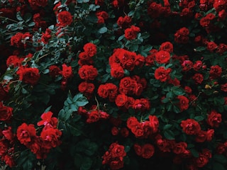 bed of red roses in bloom