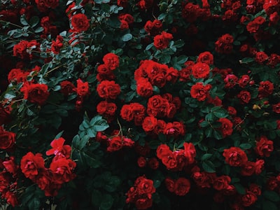 Roses Zoom Background